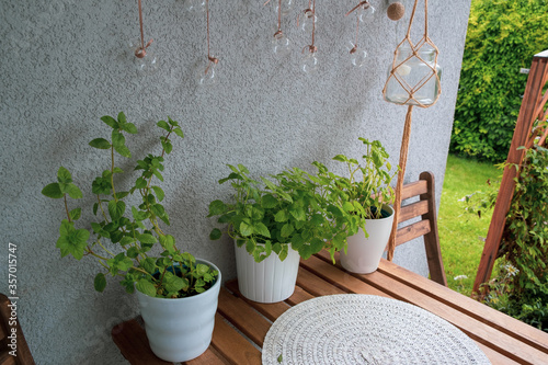 Selber angebaute eigene frische Kräuter Bio Lebensmittel vom Balkon und der Terrasse.