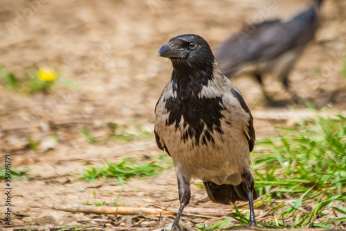 crow looking for food in a city park on a hot summer day