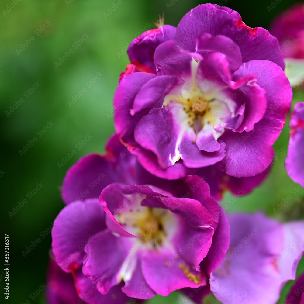 Fototapeta premium Flower