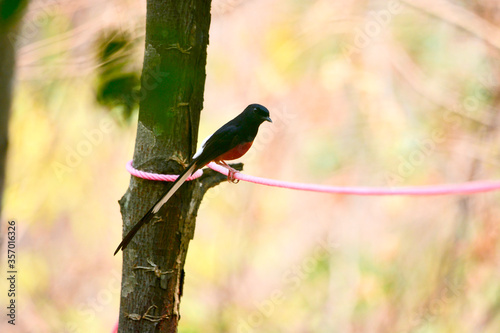 Magpie on a branch 