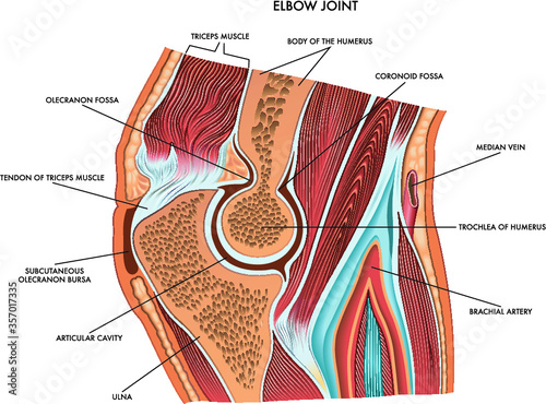 Medical diagram of elbow joint with a description of the principal component parts photo