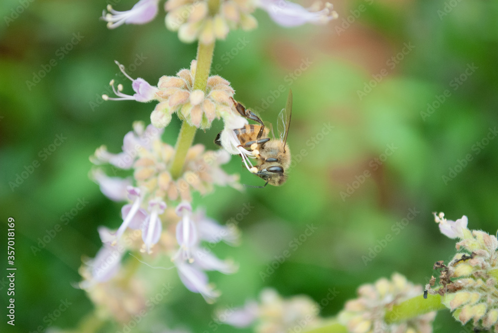 bee on a flower bee on a flower