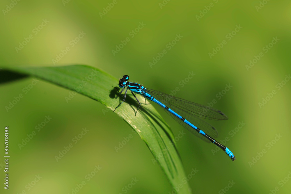 Blue tiny dragonfly sitting on leaf Blue tiny dragonfly sitting on leaf