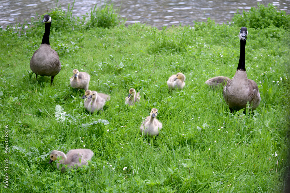 Fototapeta premium Canada Goose Family