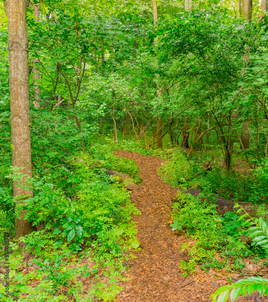 Obraz premium A refreshing lush forest with a pathway invites us to Michigan.