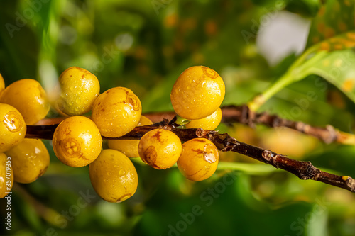 Coffee beans ripening, fresh coffee, yellow berry branch, industry agriculture on tree. Coffee bean on tree.