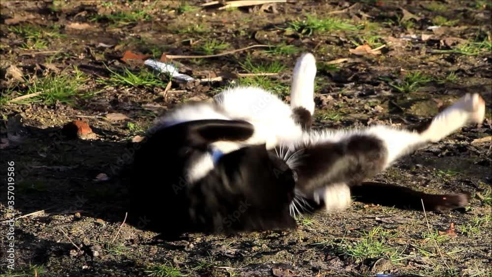 cat turns on the ground outside
cat turns on the ground outside