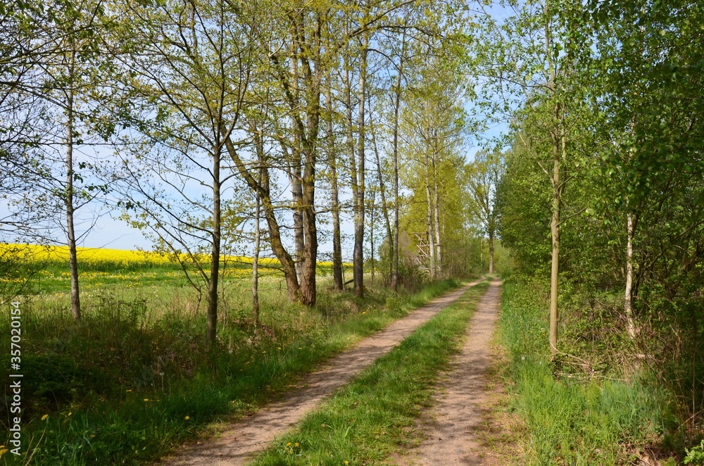 Waldweg am Rapsfeld in Blüte - Frühlingslandschaft Waldweg am Rapsfeld in Blüte - Frühlingslandschaft