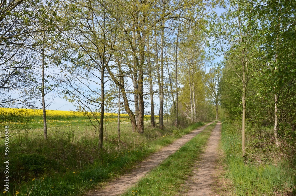 Waldweg am Rapsfeld in Blüte - Frühlingslandschaft Waldweg am Rapsfeld in Blüte - Frühlingslandschaft