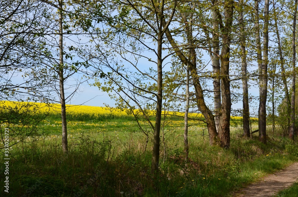 Rapsfeld in Blüte in Frühlingslandschft mit Pusteblumen und Wald