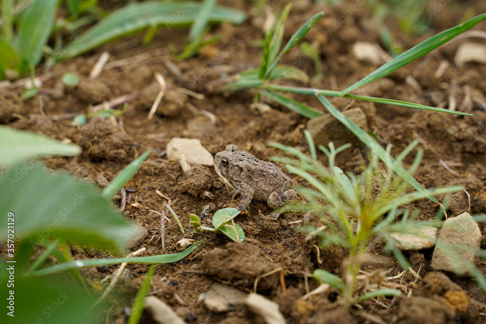 Little frog in the garden. Brown frog. Little frog in the garden. Brown frog.