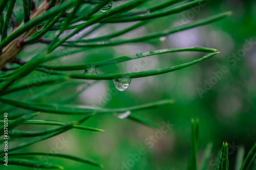 a drop of rain on the needles