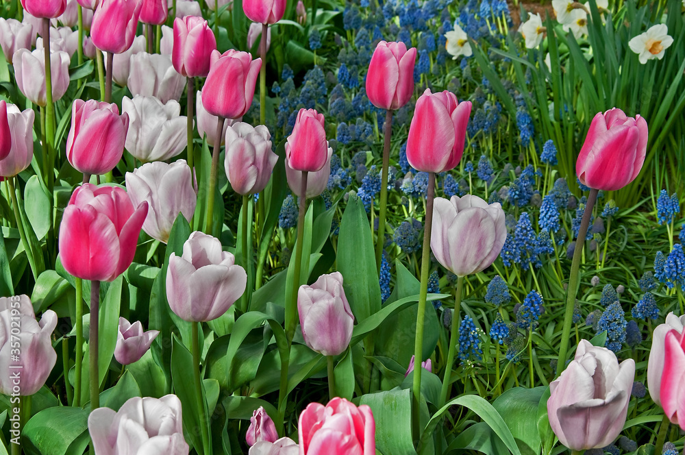 This spring garden is pastel pinks and pale purple tulips in bloom with shorter grape hyacinth bulbs also blooming in this springtime garden. This spring garden is pastel pinks and pale purple tulips in bloom with shorter grape hyacinth bulbs also blooming in this springtime garden.