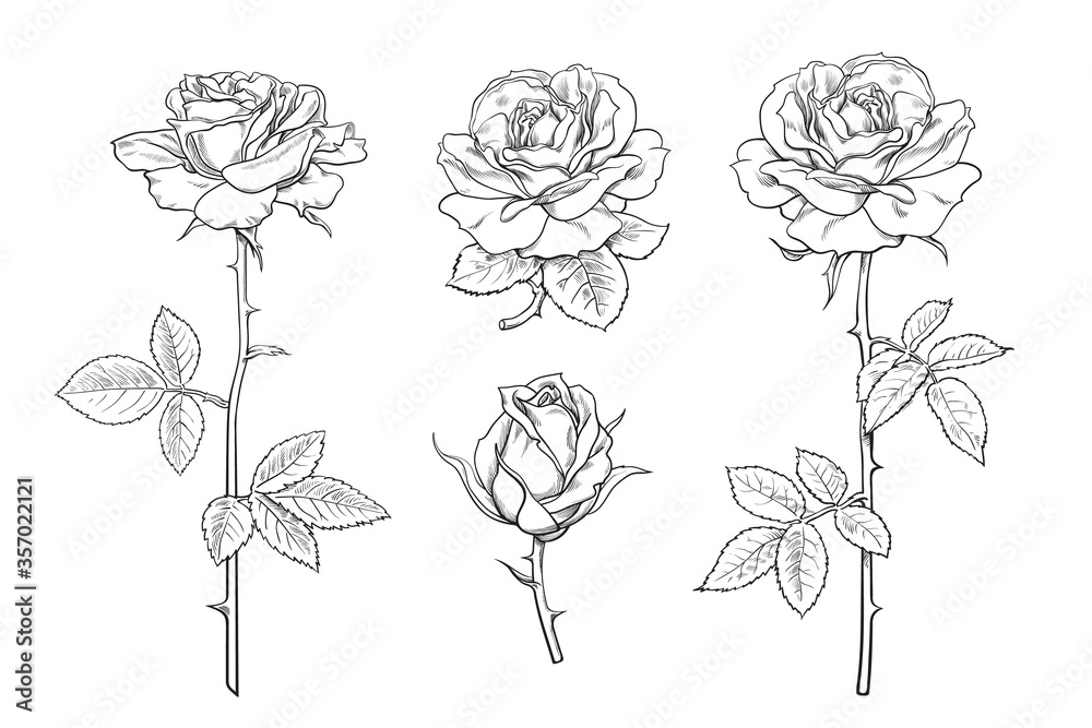Fototapeta Duży zestaw kwiatów róż, pąków, liści i łodyg w stylu grawerowania. Ręcznie rysowane realistyczne otwarte i nie dmuchane pąki róż