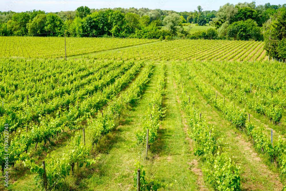 Vine agriculture in Bordeaux vineyard in french rural country