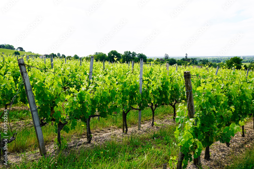 Vineyards in summer day in Saint-Emilion an unesco World Heritage Site