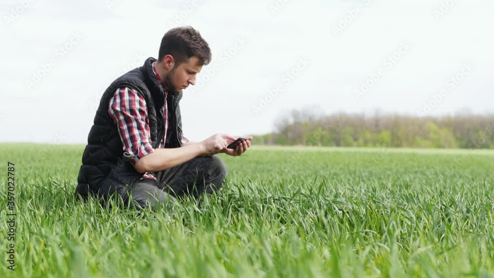Young farmer checks and explores a young green plants of wheat, agronomist touching leaves