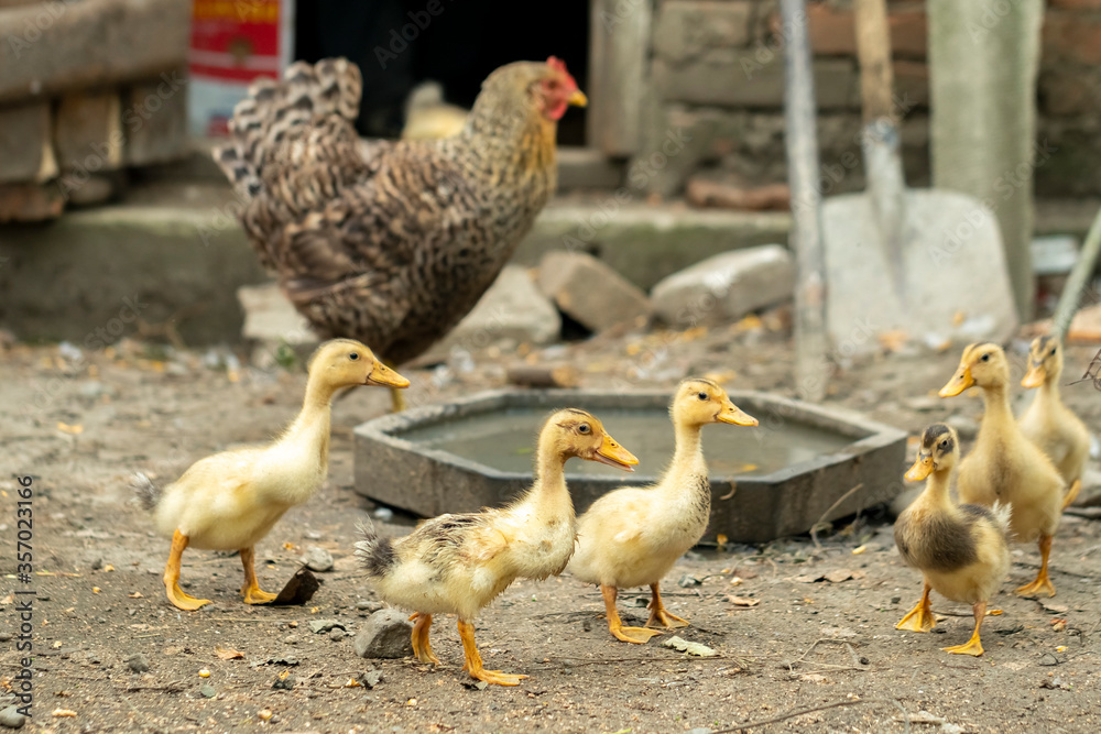 Domestic ducklings in a rural yard, birds