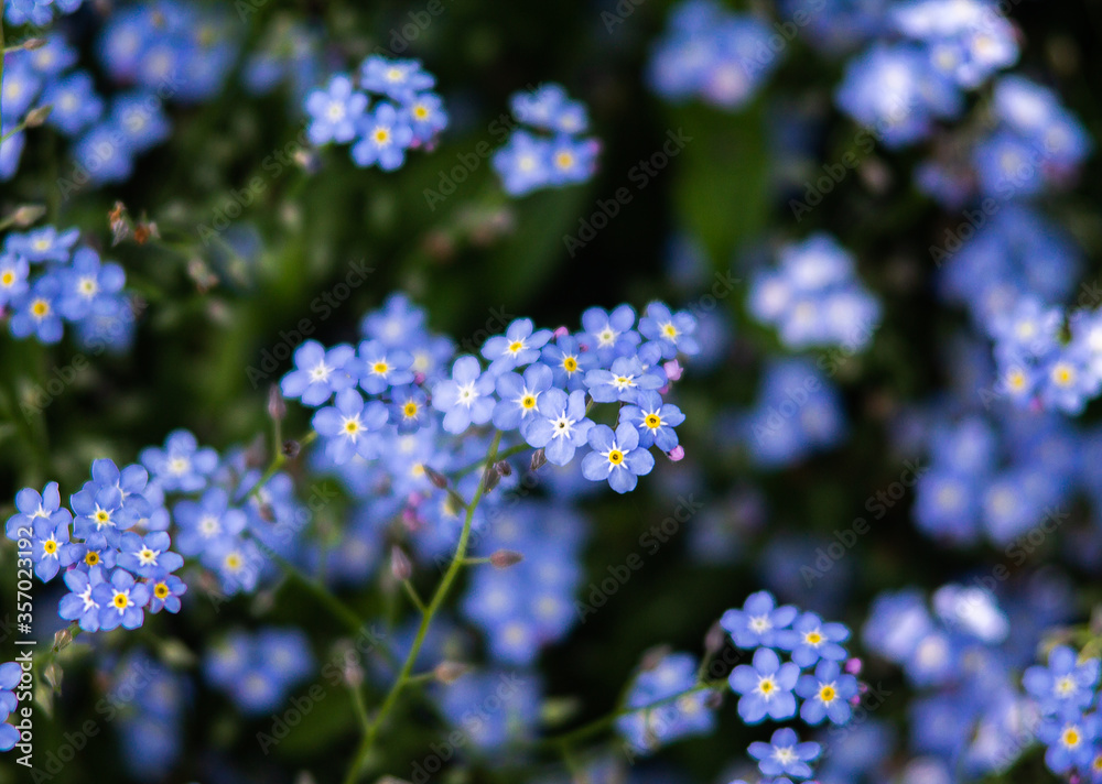 Beautiful closeup of a forget-me-not in a ocean of other forget-me-nots Beautiful closeup of a forget-me-not in a ocean of other forget-me-nots