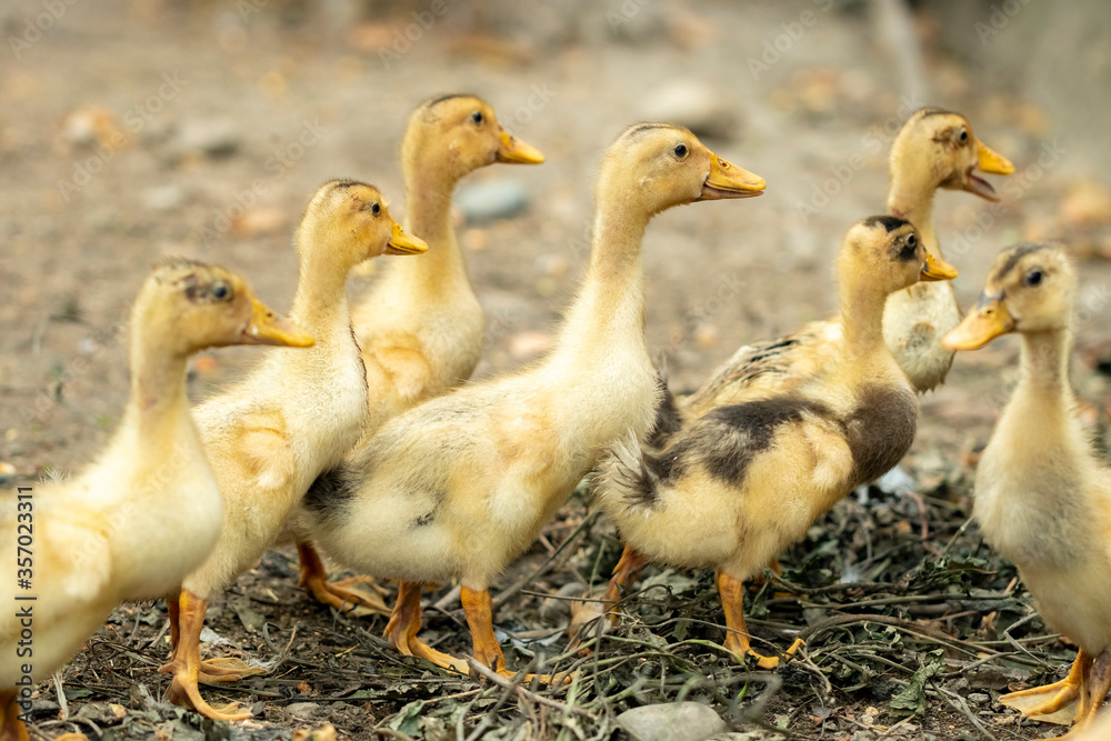 Domestic ducklings in a rural yard, birds Domestic ducklings in a rural yard, birds