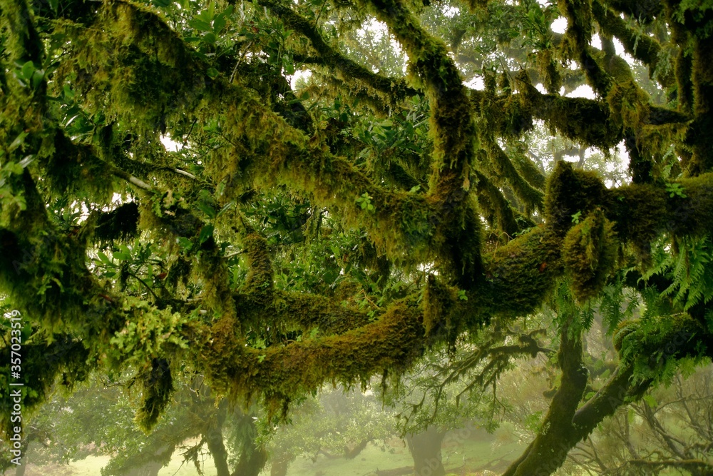 Laurel Rainforest in Madeira, Portugal, volcanic island in the Atlantic Ocean in Portuguese territory