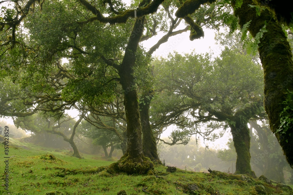 Laurel Rainforest in Madeira, Portugal, volcanic island in the Atlantic Ocean in Portuguese territory Laurel Rainforest in Madeira, Portugal, volcanic island in the Atlantic Ocean in Portuguese territory