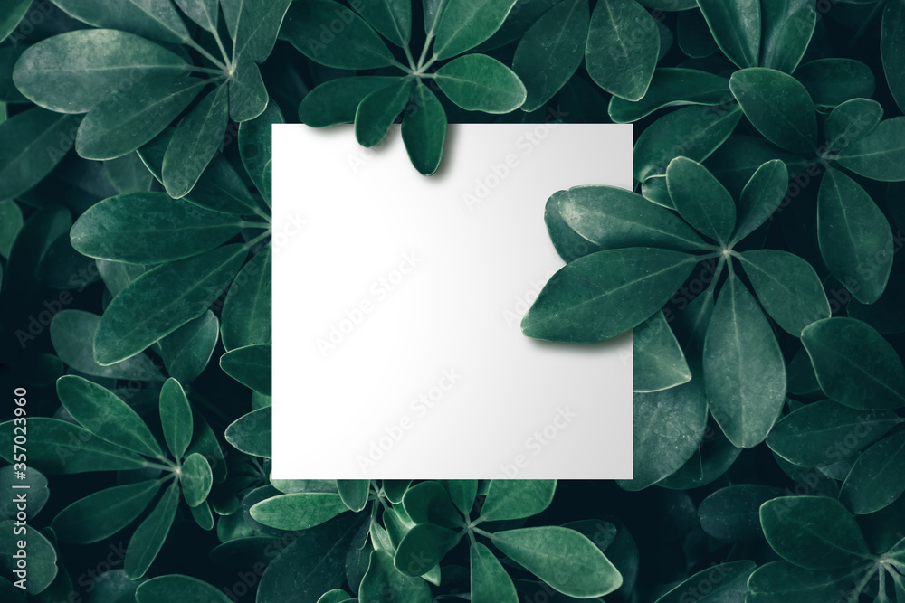 Blank paper on the tropical green leaf background Blank paper on the tropical green leaf background