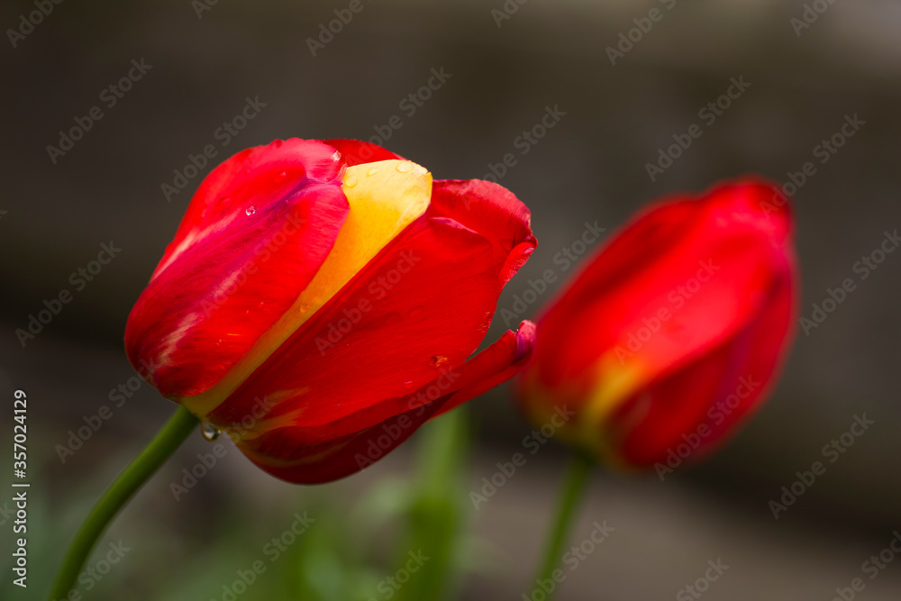 Red tulip with a perfectly straight line with a yellow petal Red tulip with a perfectly straight line with a yellow petal