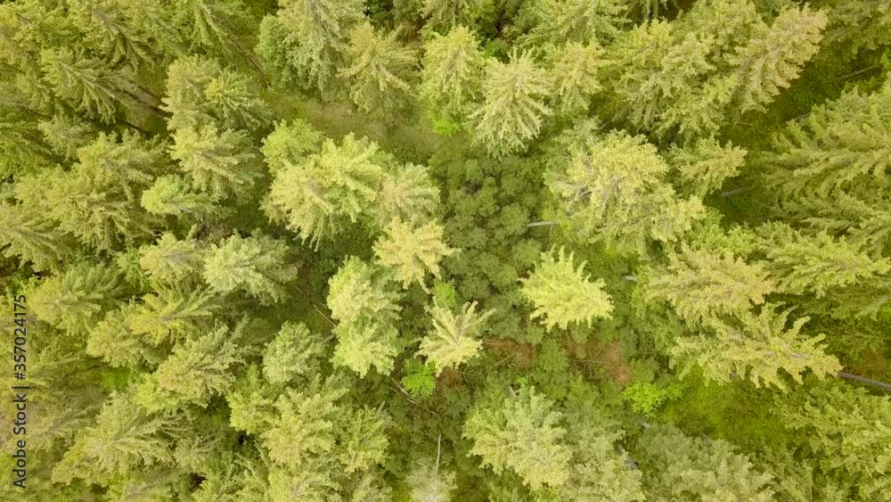Aerial view of green pine forest with canopies of spruce trees in summer mountains. Aerial view of green pine forest with canopies of spruce trees in summer mountains.