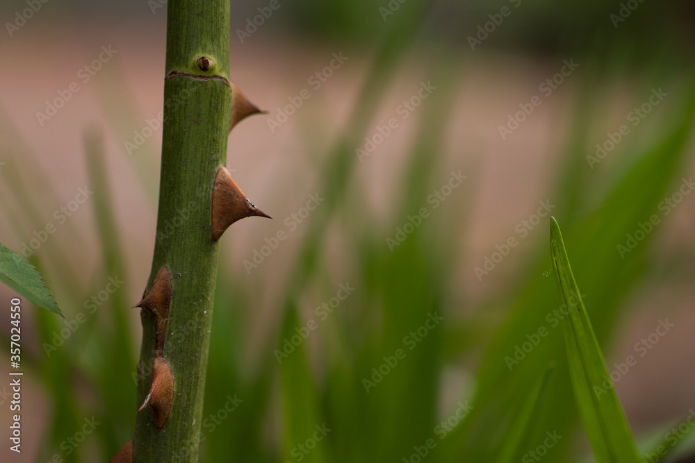 Thorns on the stem of a rose close up Thorns on the stem of a rose close up