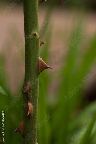 Thorns on the stem of a rose close up