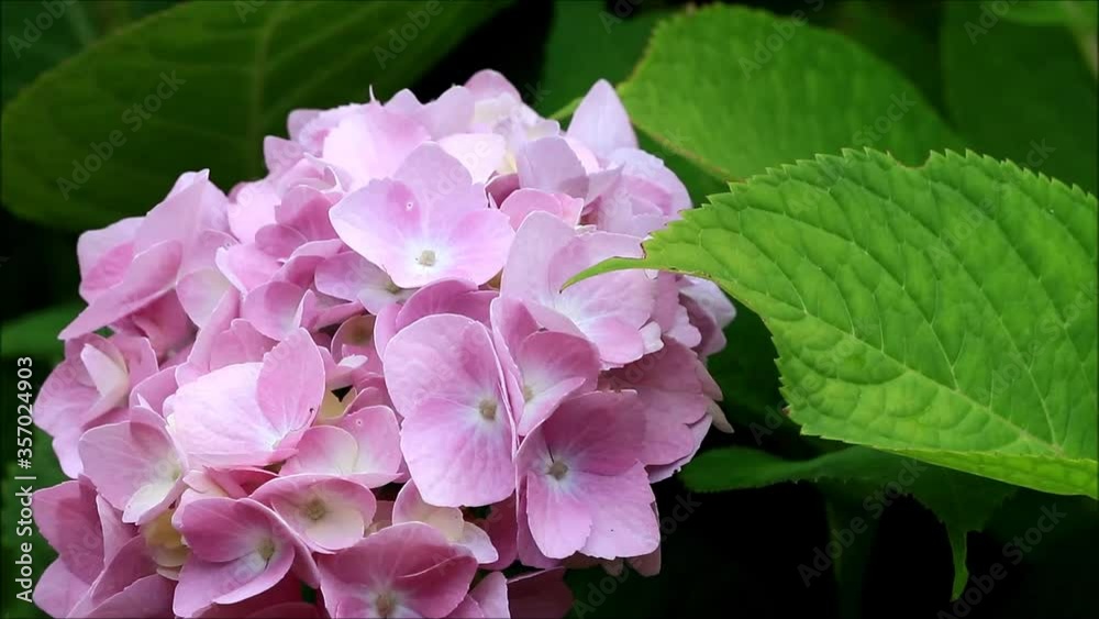 flower hydrangea in the garden
flower hydrangea in the garden