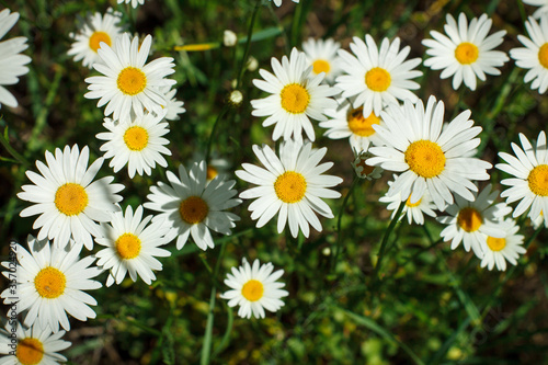 Chamomiles growing in a meadow