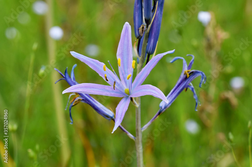 Camassia quamash 02 photo