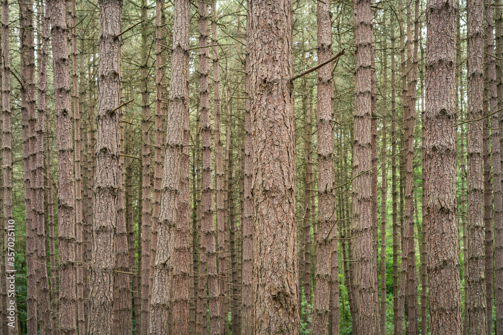 Obraz premium tree bark texture