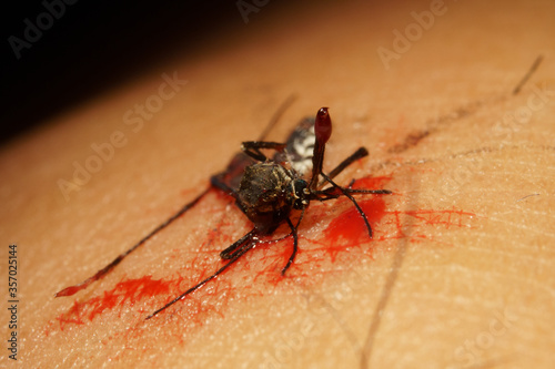 Macro mosquito carrier Dengue fever Chikungunya Malaria sucking blood human skin © Thanunchakorn