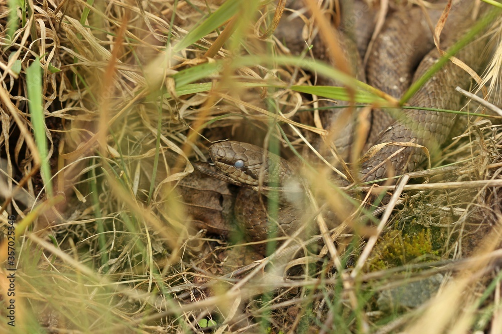 Schlingnatter (Coronella austriaca) kurz vor der Häutung