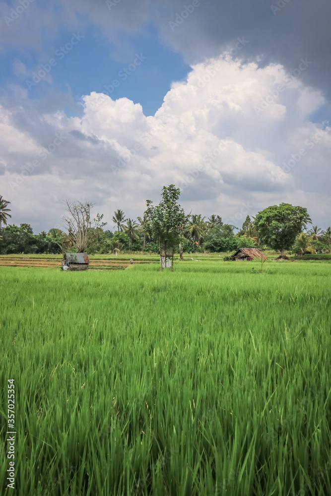 Green rice field at sunny day