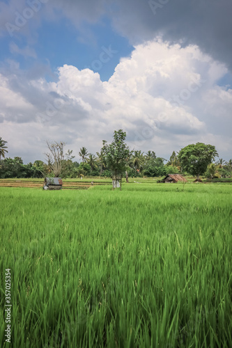 Green rice field at sunny day