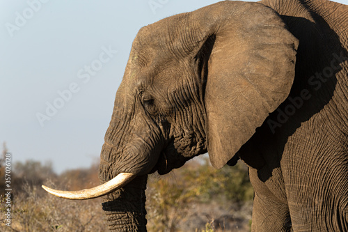 Retrato de elefante en el parque nacional Kruger  Sud  frica.