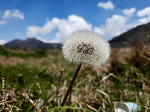 Dandelion in the grass