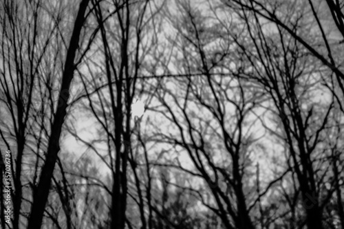 Tree tops in winter provide an eerie feeling.