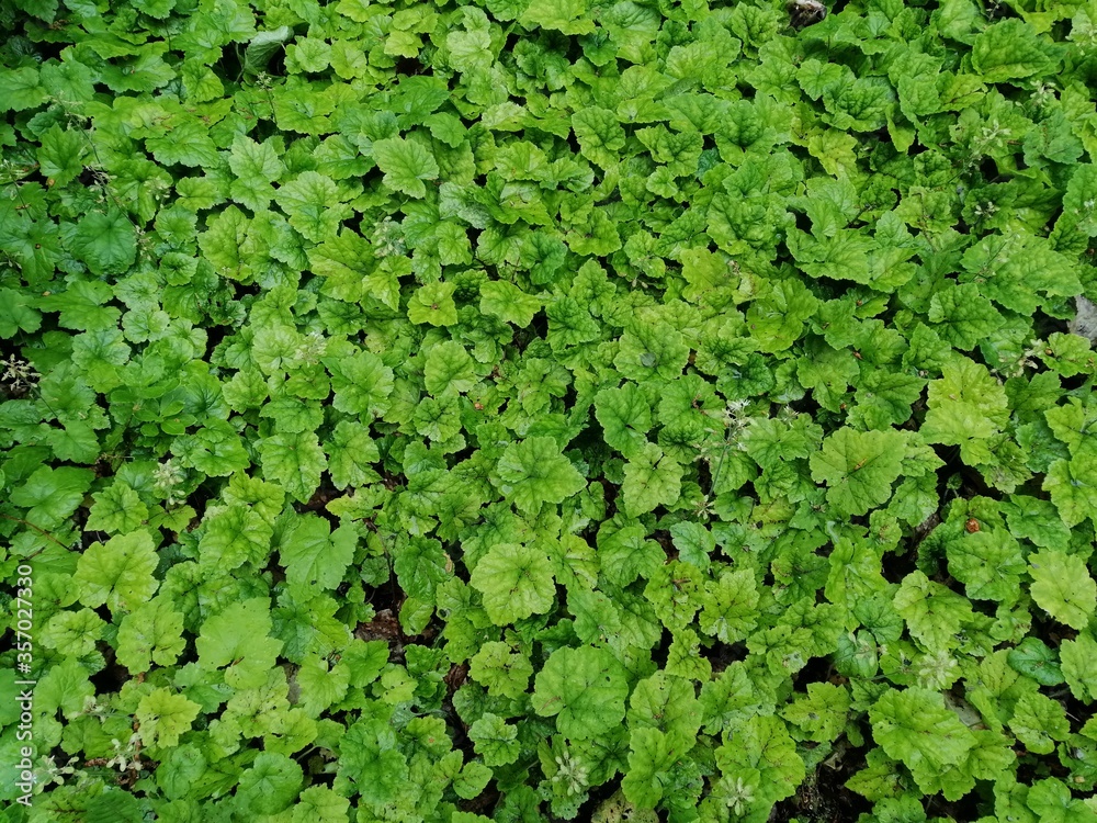 Fototapeta premium Green leaf texture. Leaf texture background