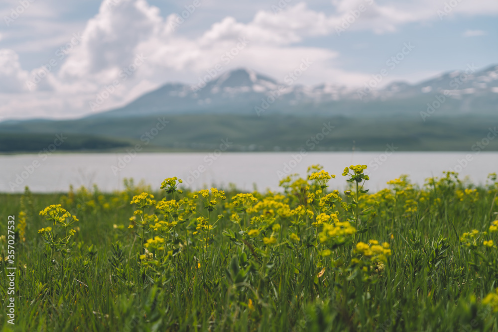 Flowers near the lake and snowy mountain