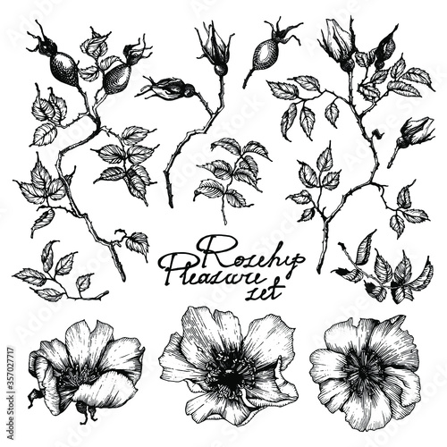 Seasonal vector rosehip flowers illustrations collection. Hand drawn set - blooming flowers, blossoms, petals, stems, leaves. Floral clipart. Botanical decoration design