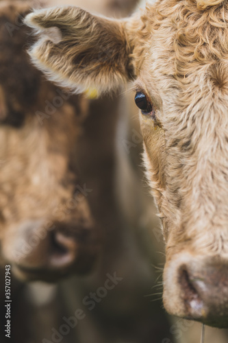 cows grazing on pasture. photo