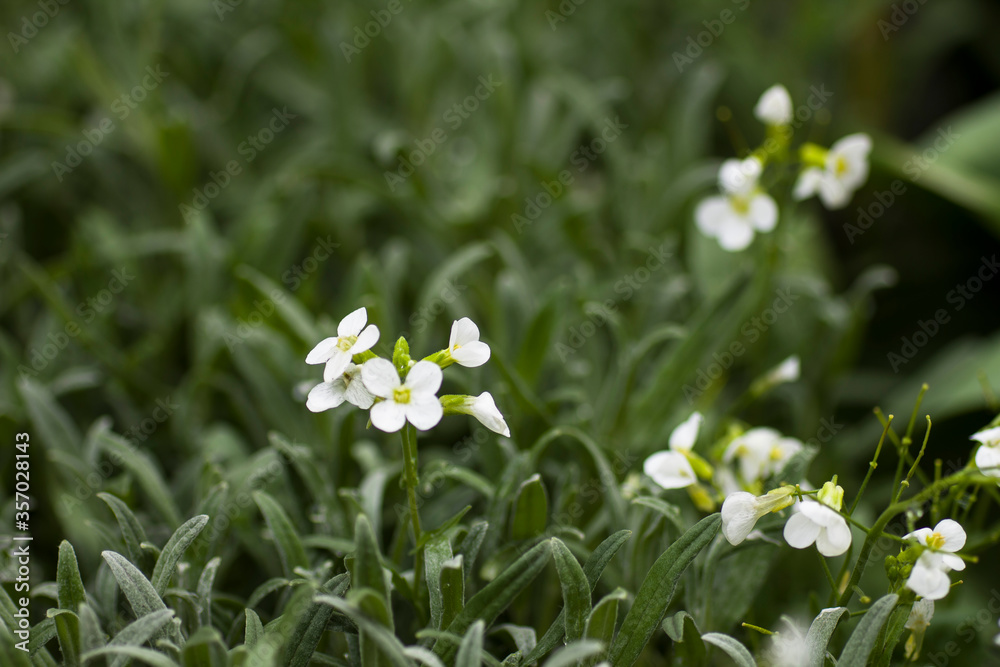 Blooming small white flowers on a green background Blooming small white flowers on a green background