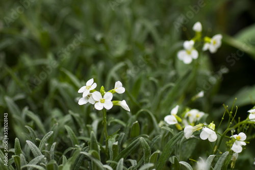 Blooming small white flowers on a green background