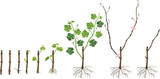 Grapevine vegetative reproduction scheme. Growth stages from propagule (stem cutting) to young rooted grapevine plant isolated on white background