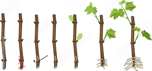 Grapevine vegetative reproduction scheme. Growth stages from propagule (stem cutting) to young rooted grapevine plant isolated on white background photo